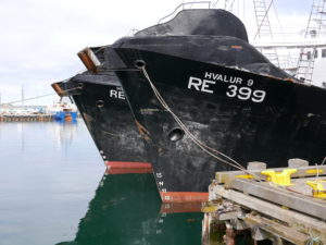 Haven, Reykjavik