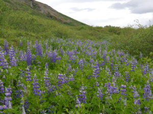 Lupinen